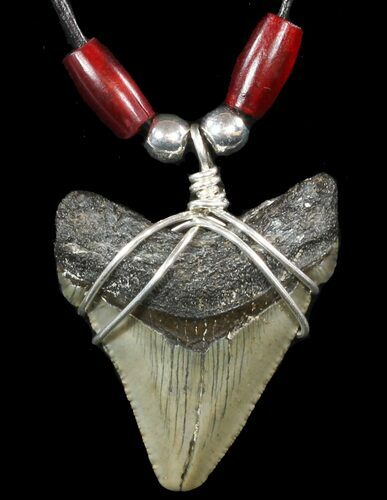 Serrated, Fossil Megalodon Tooth Necklace #47534